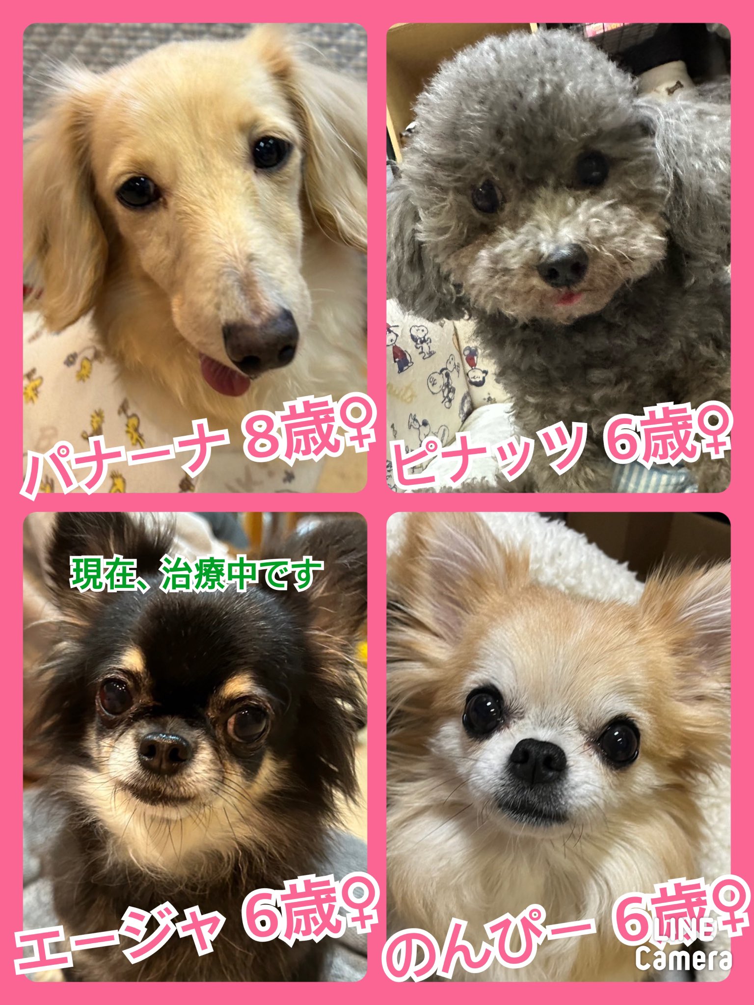 🐾今日の里親様募集中ワンコ🐶メンバーです🐾2023,11,25【保護犬カフェ天神橋店】